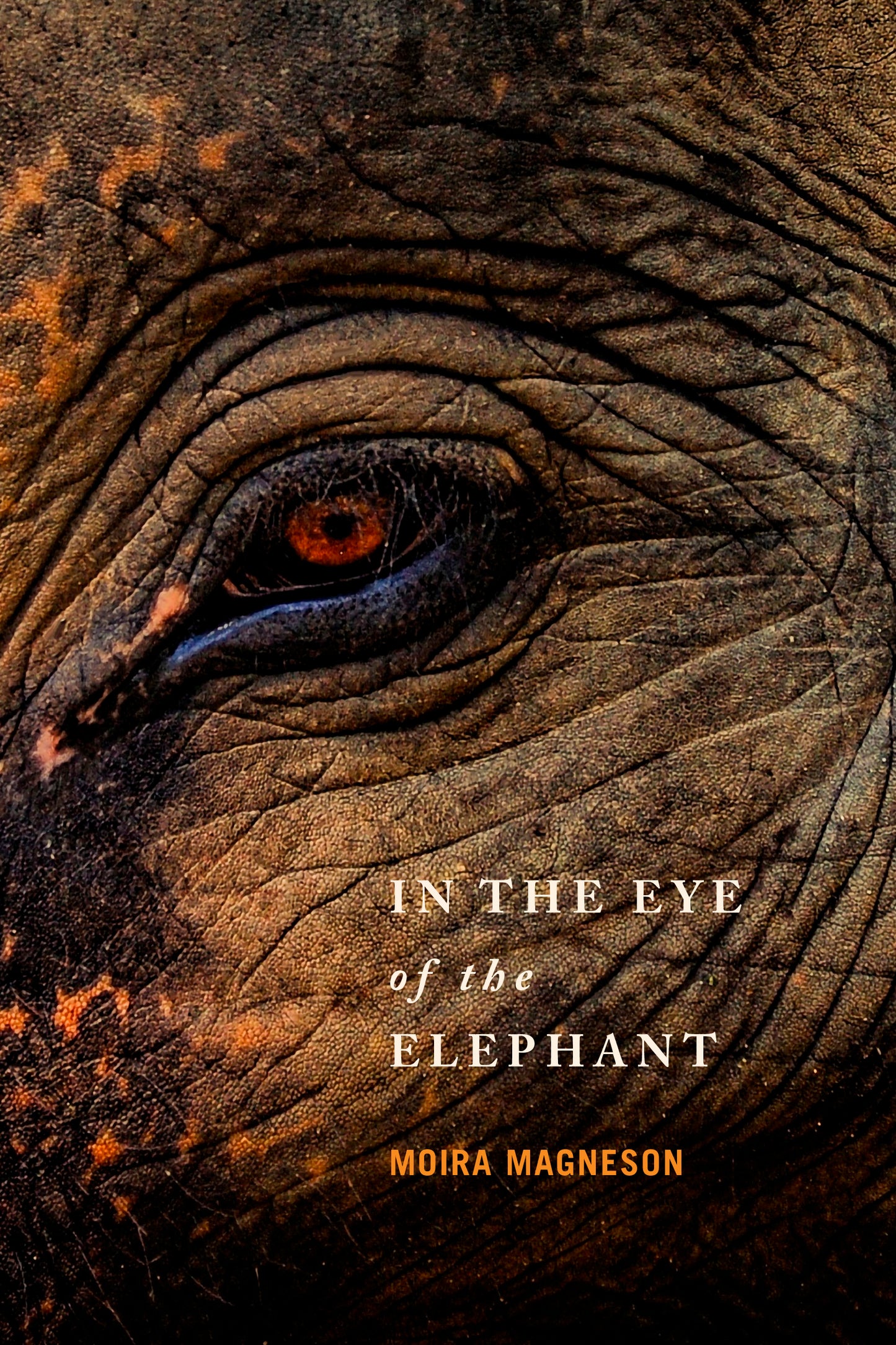 In the Eye of the Elephant by Moira Magneson
